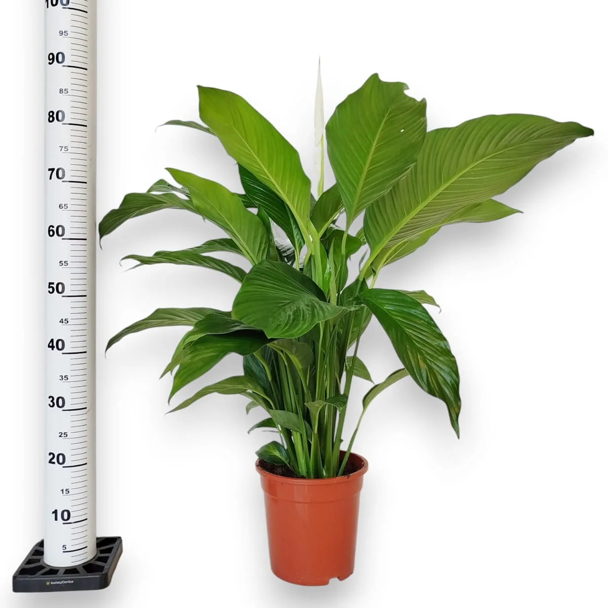 wysokość skrzydłokwiatu