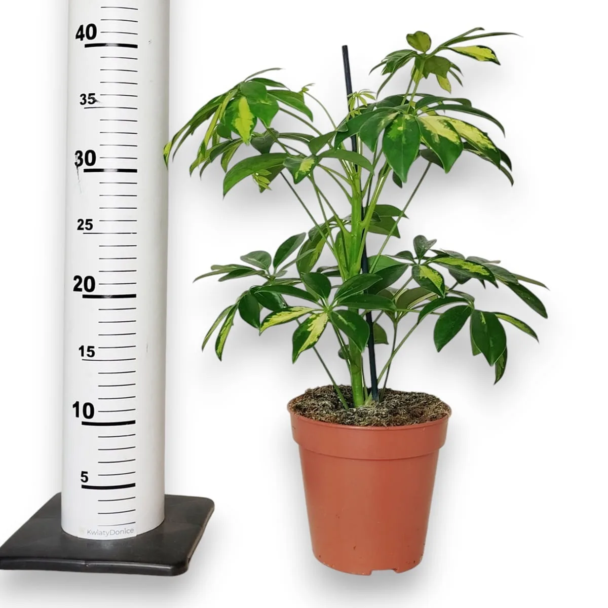 dracena bardzo ładna