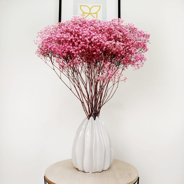 Gipsówka stabilizowana wiecznie żywa ciemno różowa duży bukiet