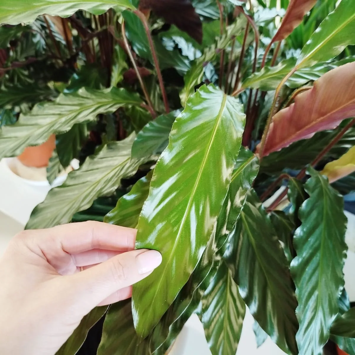 calathea bluegrass pflege Calathea Bluegrass | 35cm | Online kaufen main image 1