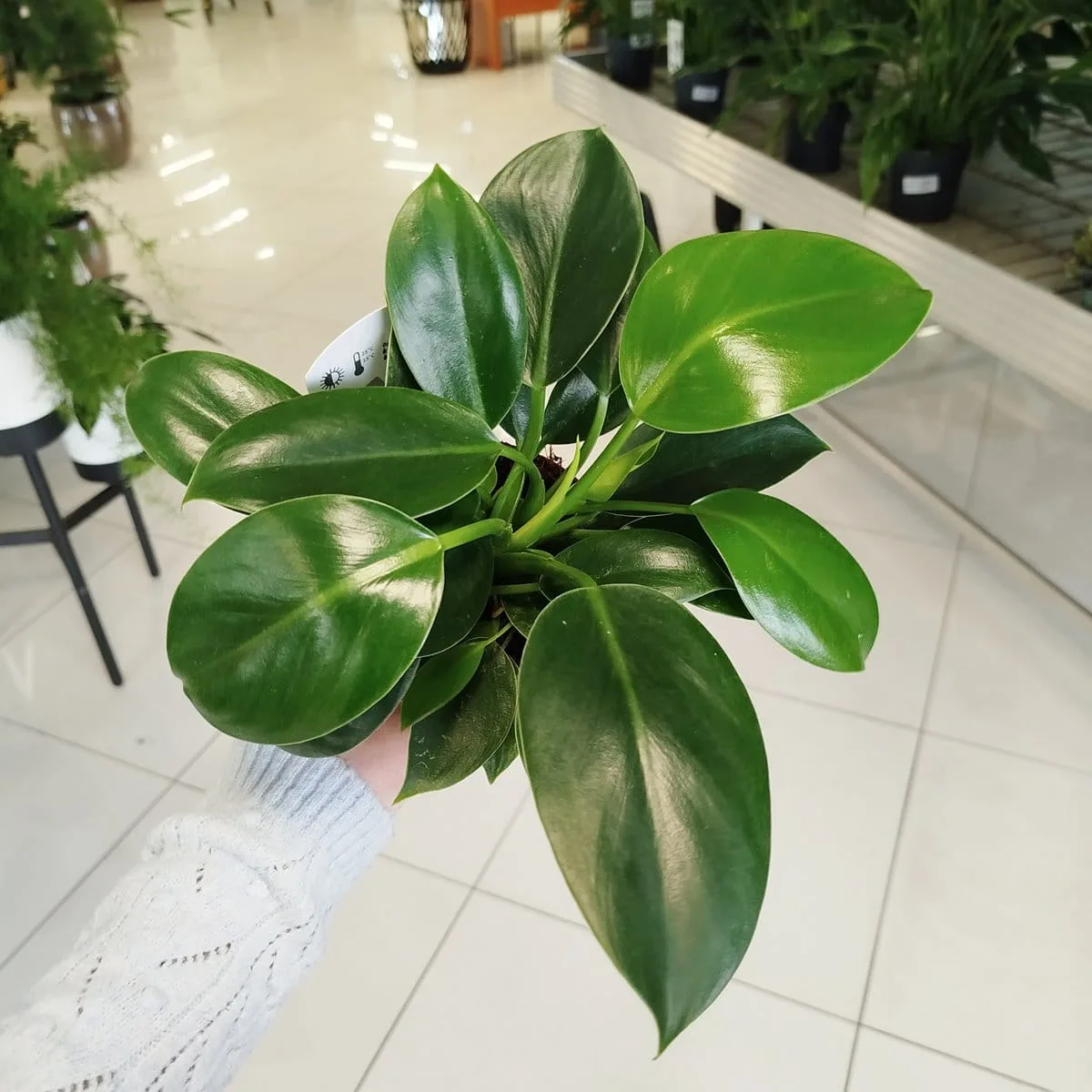 philodendron whipple way variegata Philodendron Whipple Way – Lost in the Forrest main image 0