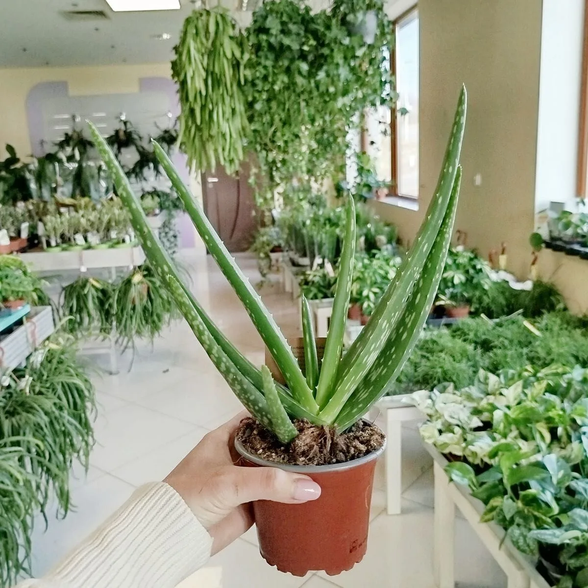 Aloes zwyczajny (Aloe vera barbadensis) 30cm - sklep KwiatyDonice.pl