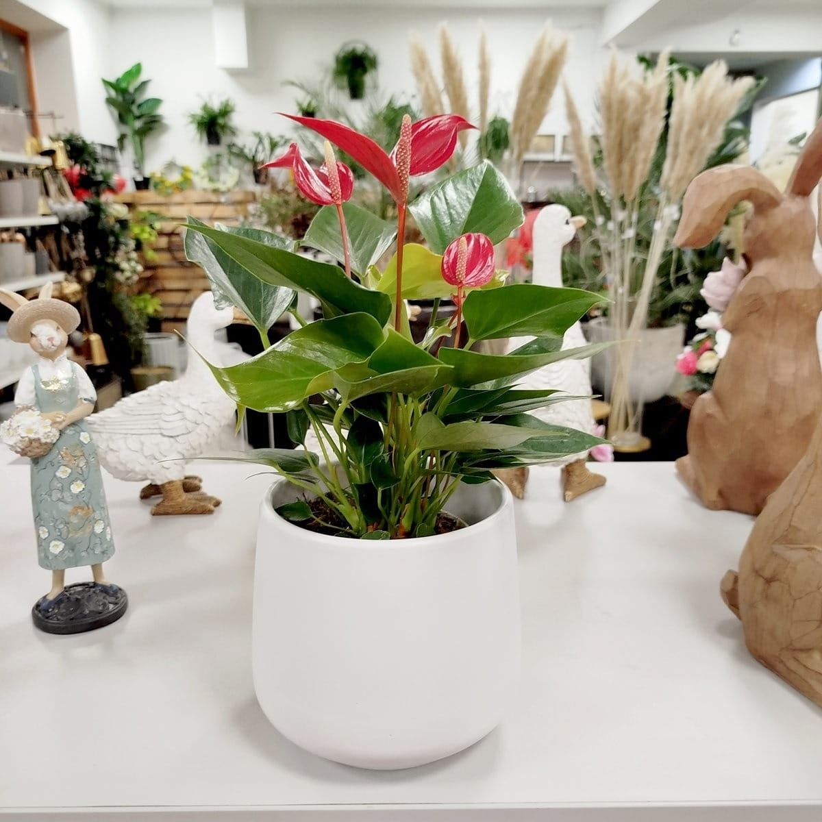 roślina do sypialni