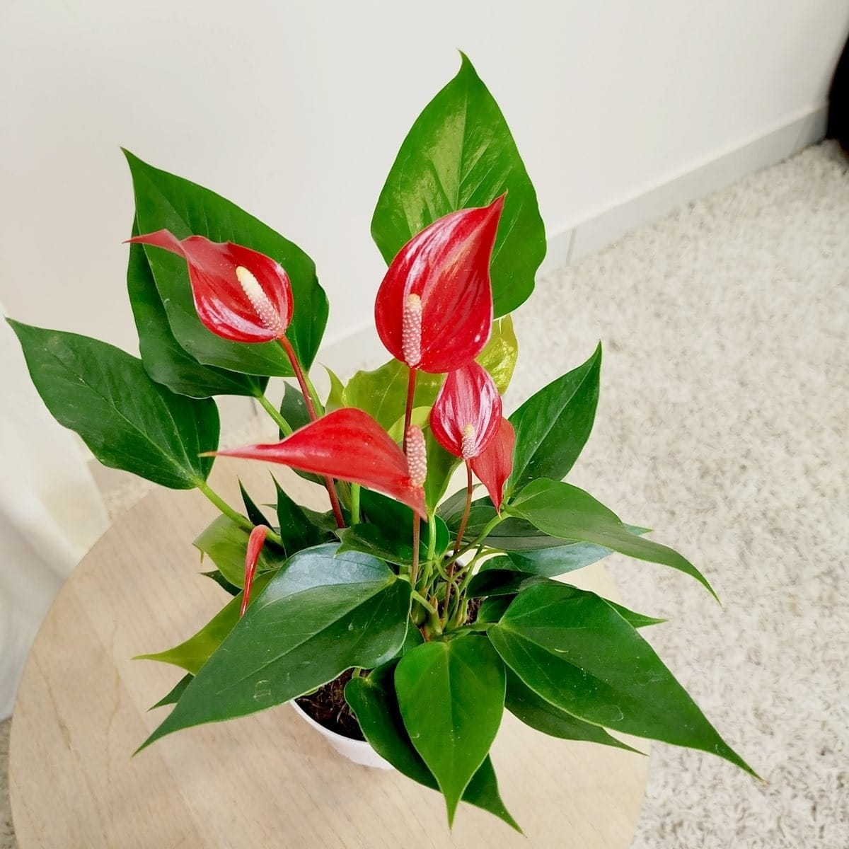 Skrzydłokwiat - brązowiejący kwiat