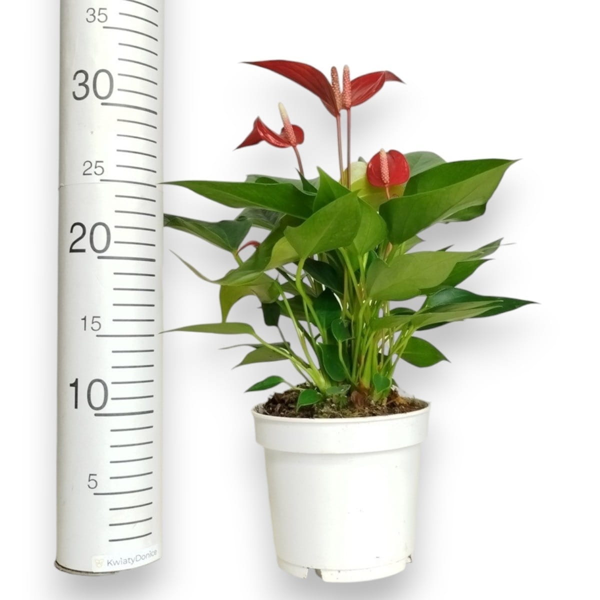 wysokość skrzydłokwiatu