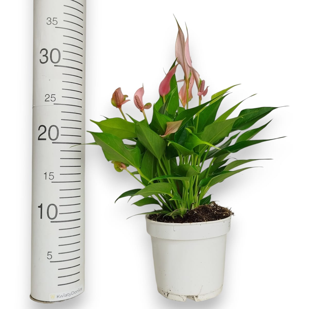 wysokość skrzydłokwiatu