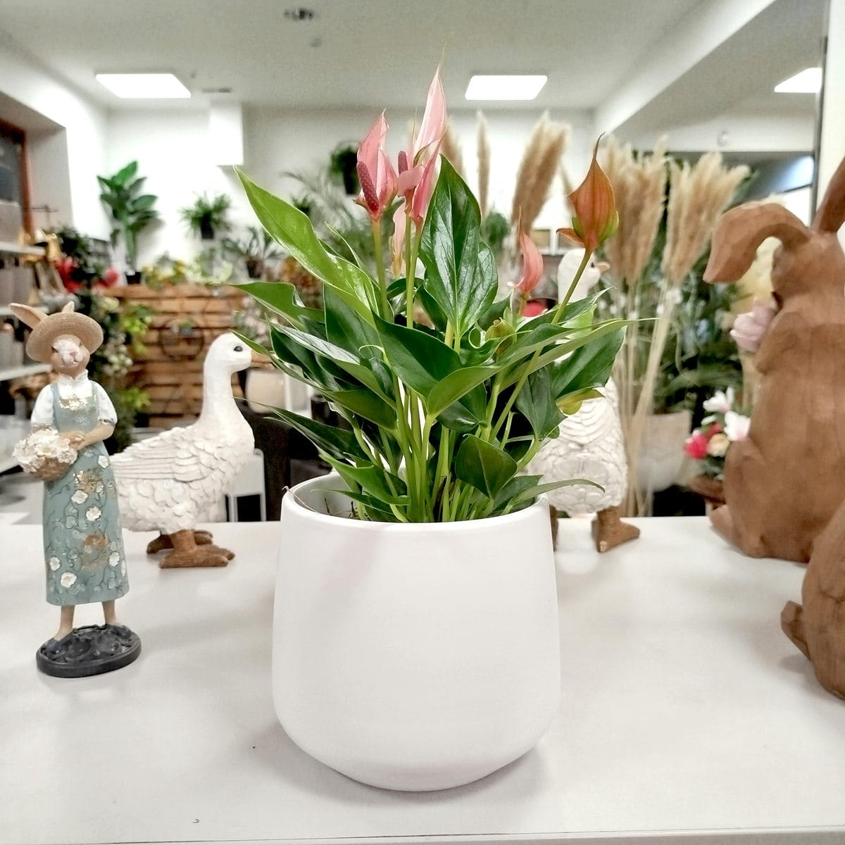 roślina do sypialni