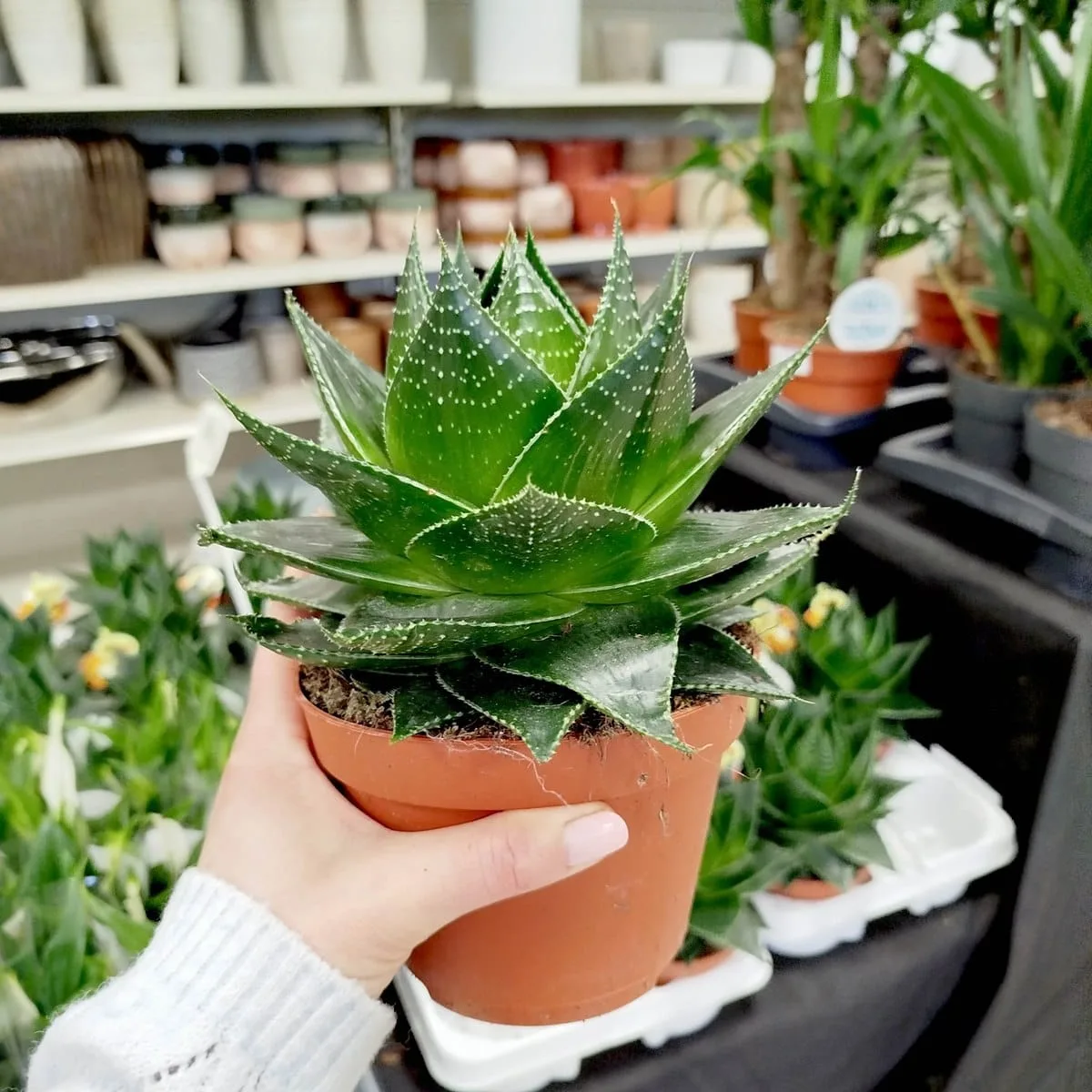 Aloes ocisty (Aloe aristata Cosmo) 20cm - sklep KwiatyDonice.pl