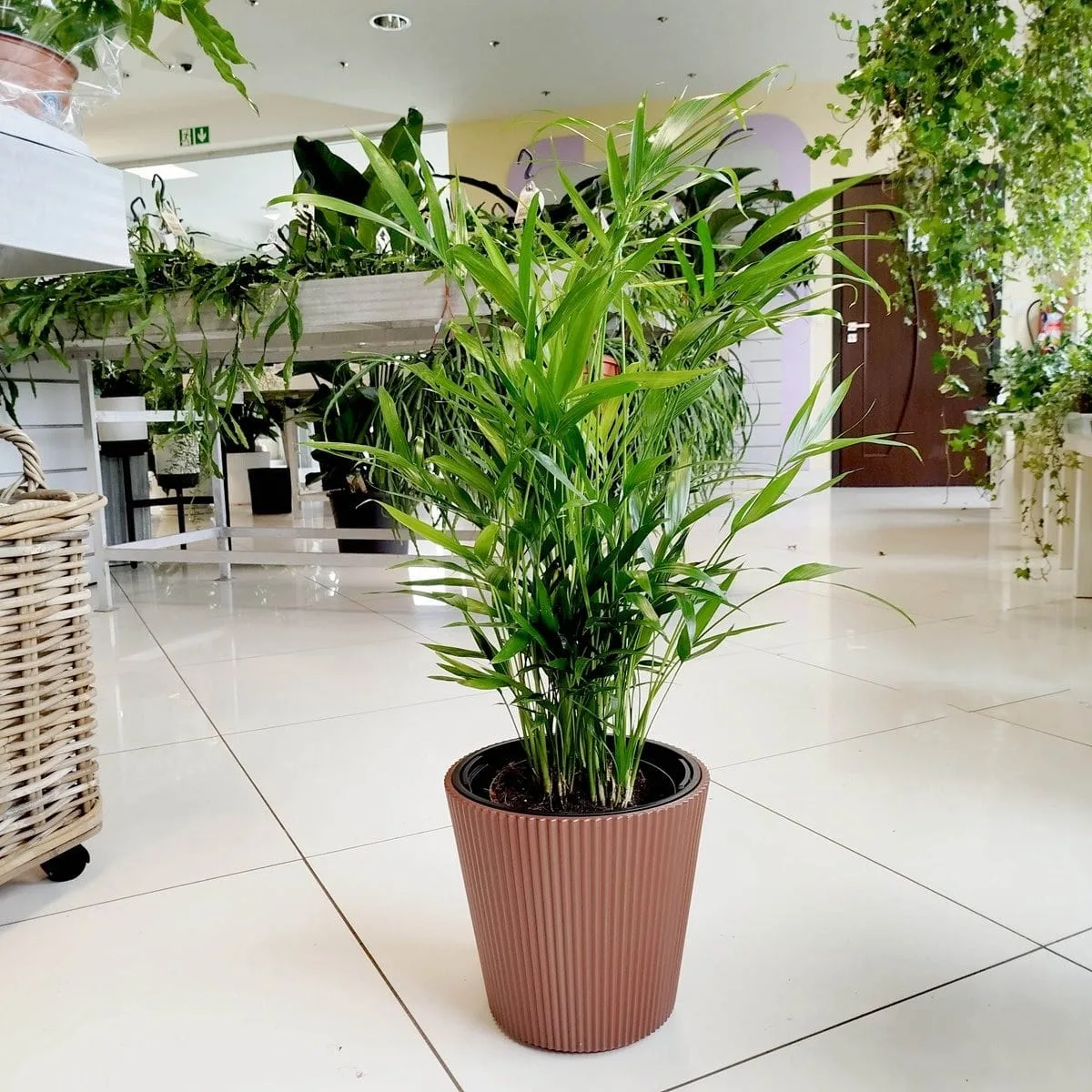 roślina do sypialni