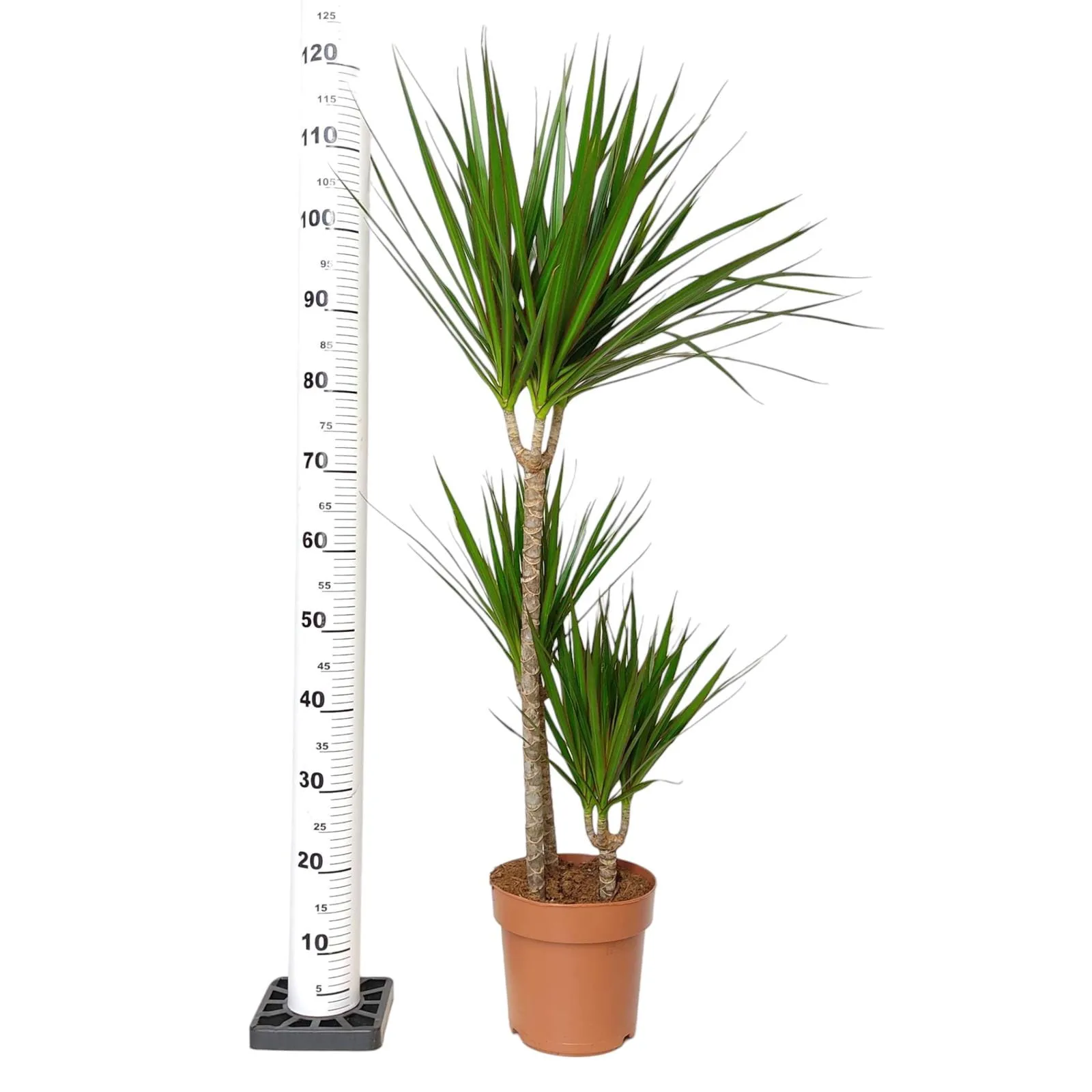 dracena bardzo ładna