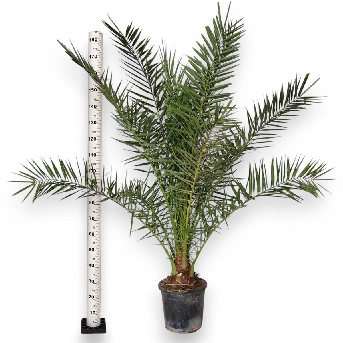 Wysokość rośliny doniczkowej