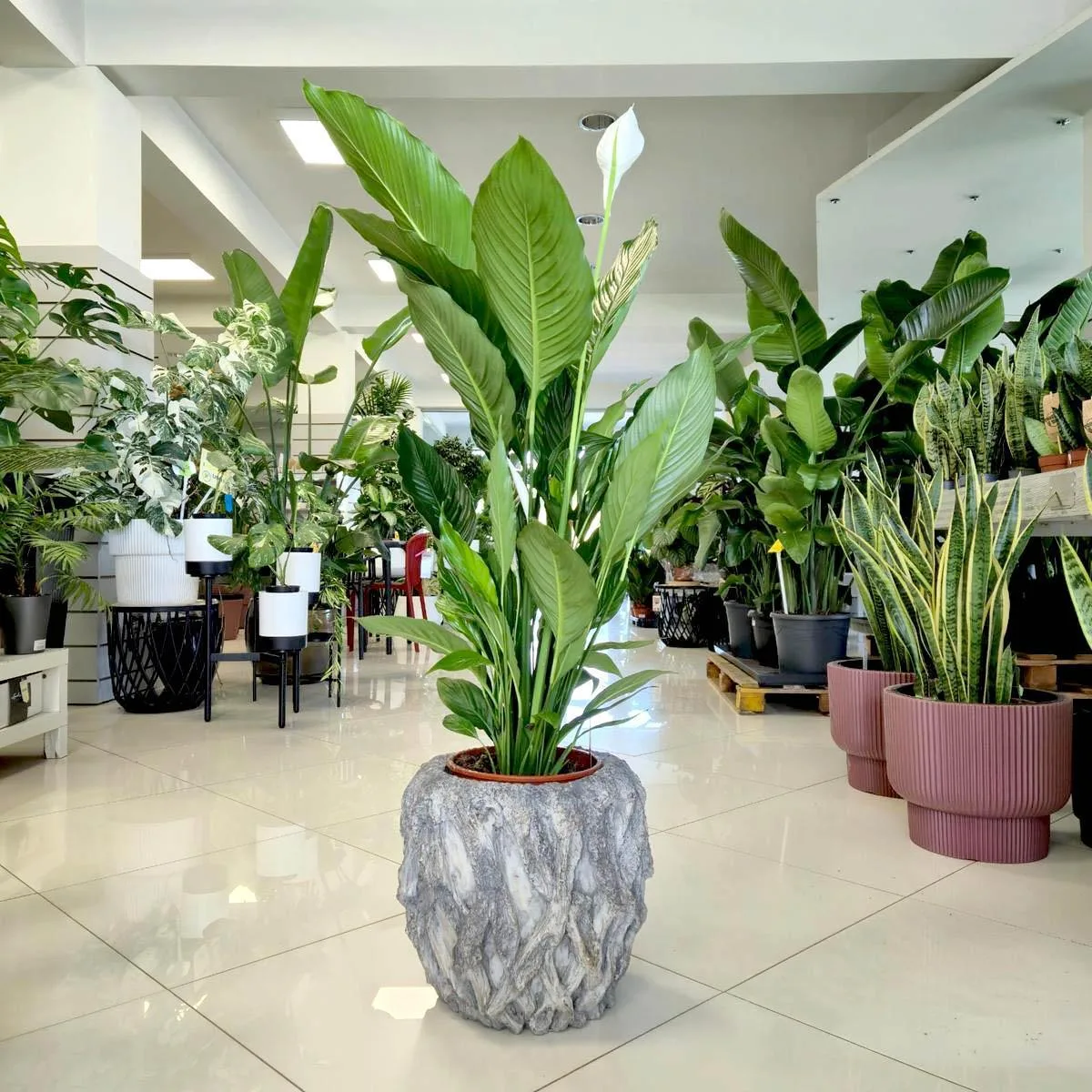 roślina do sypialni