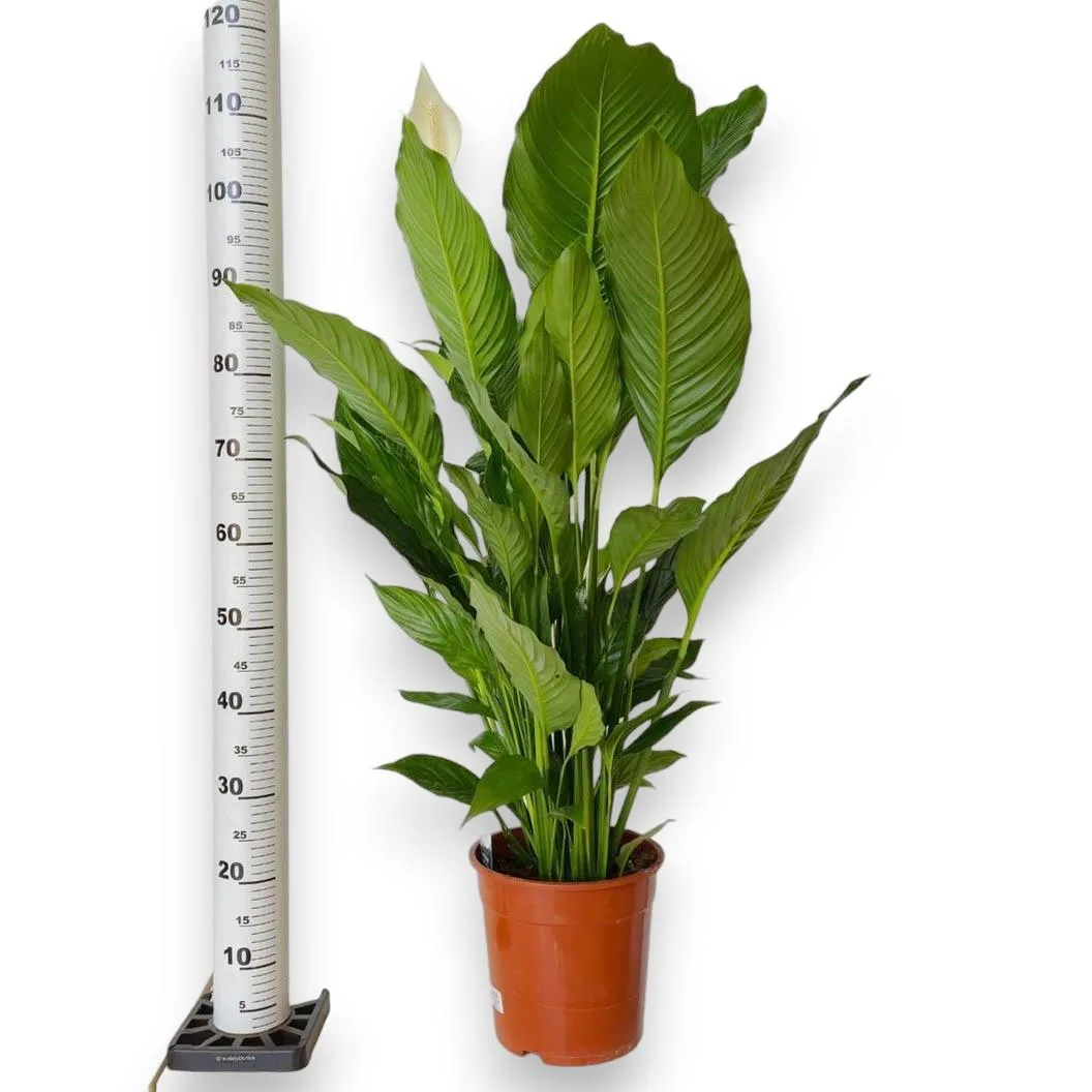 wysokość skrzydłokwiatu