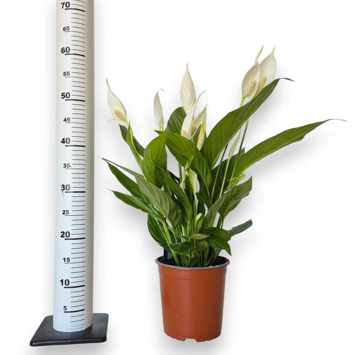 wysokość skrzydłokwiatu