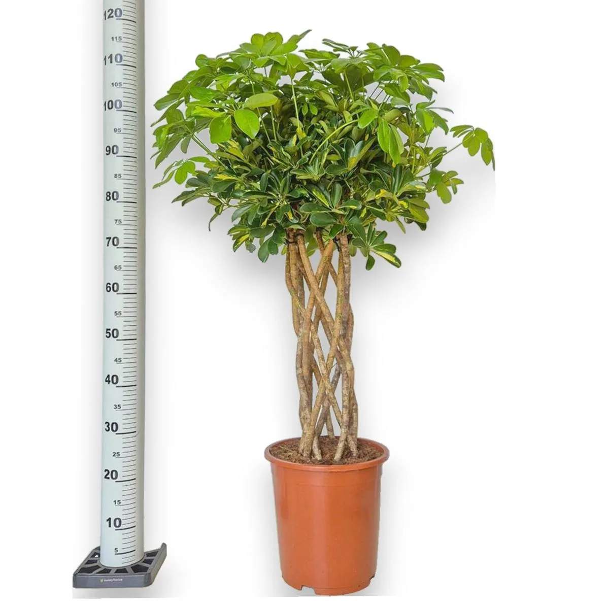 dracena bardzo ładna