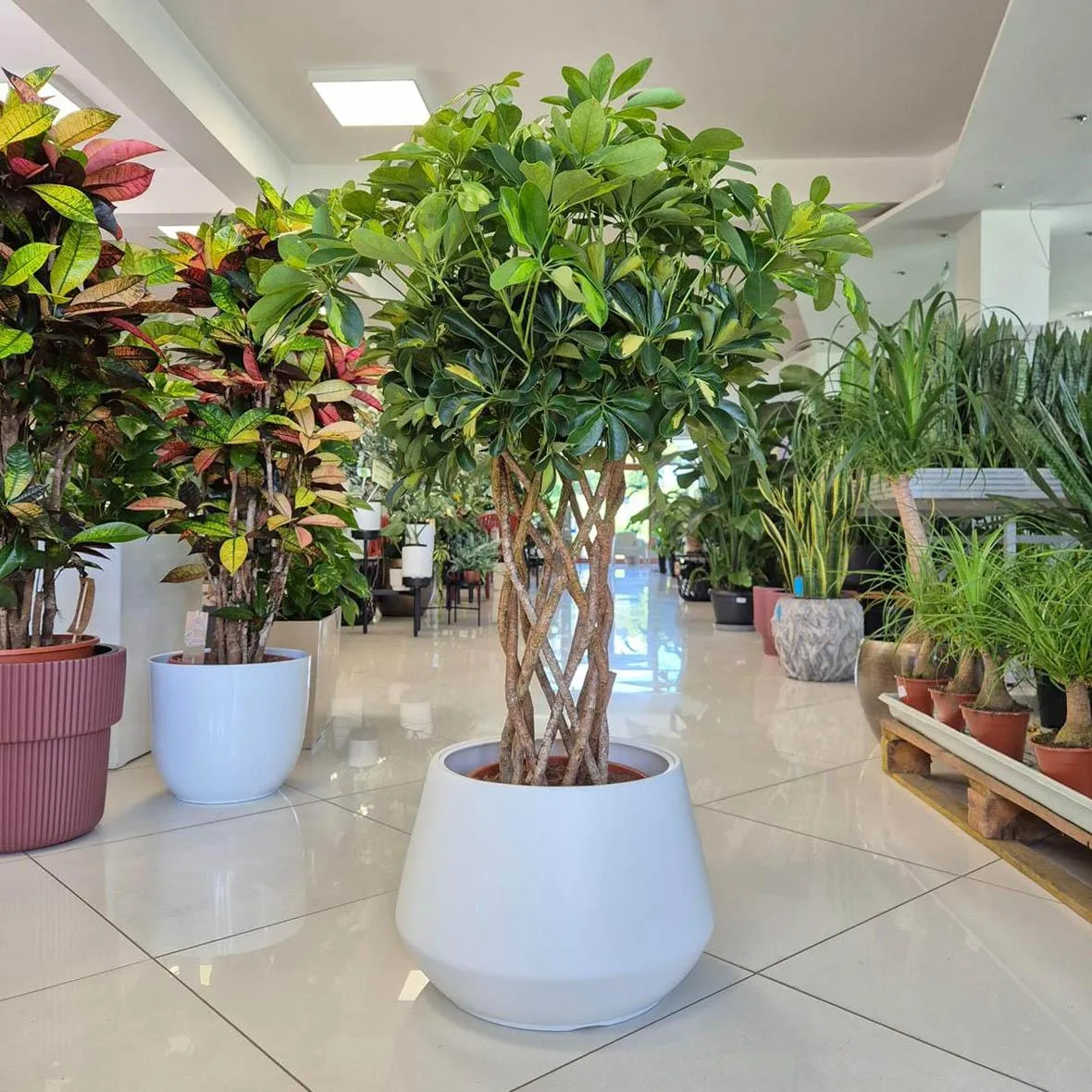 roślina do korytarza