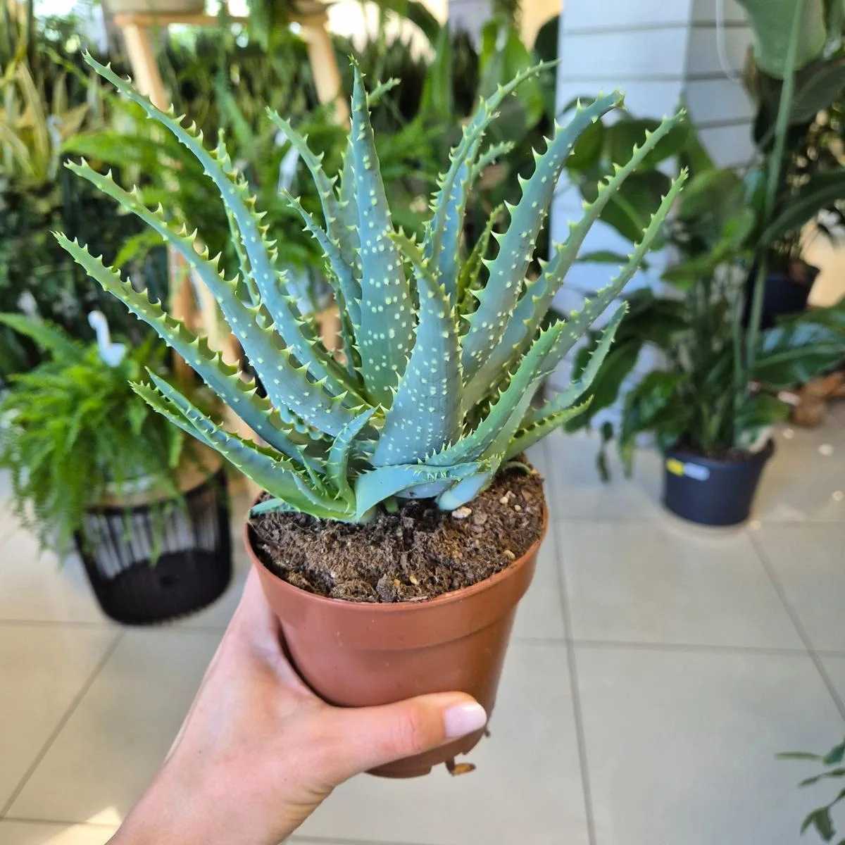 Aloes drzewiasty (Aloe arborescens) 30cm - sklep KwiatyDonice.pl