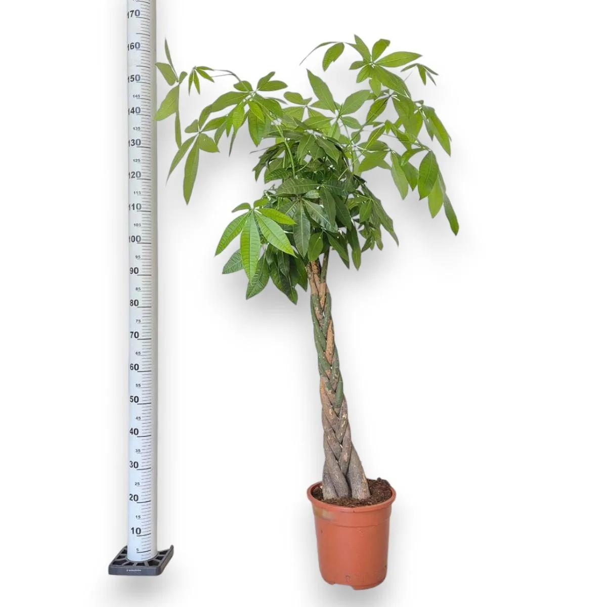 pachira bardzo ładna