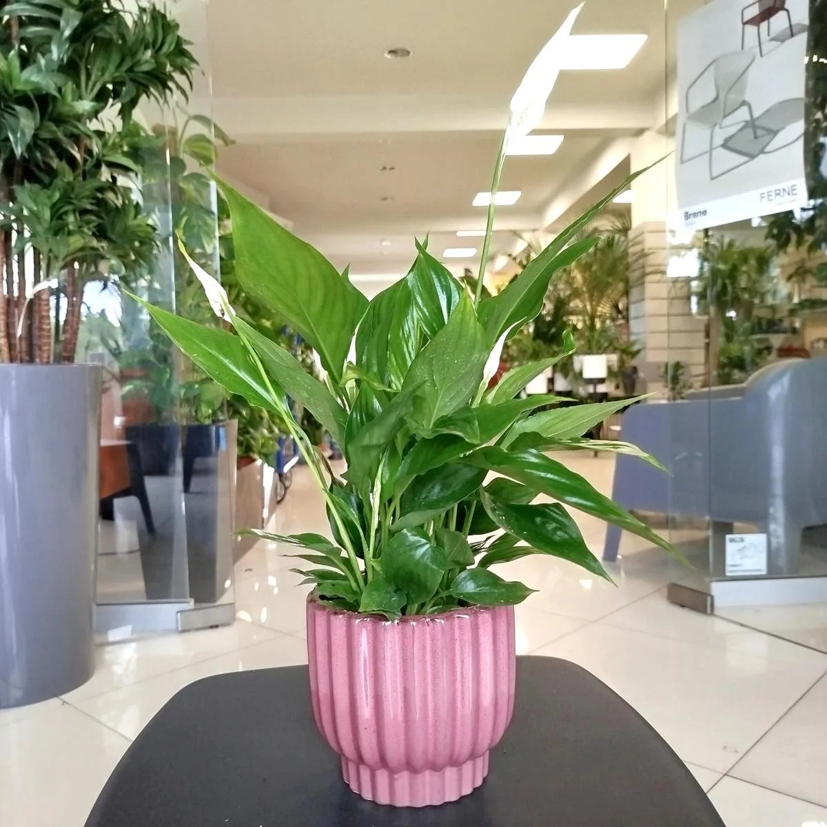 roślina do sypialni