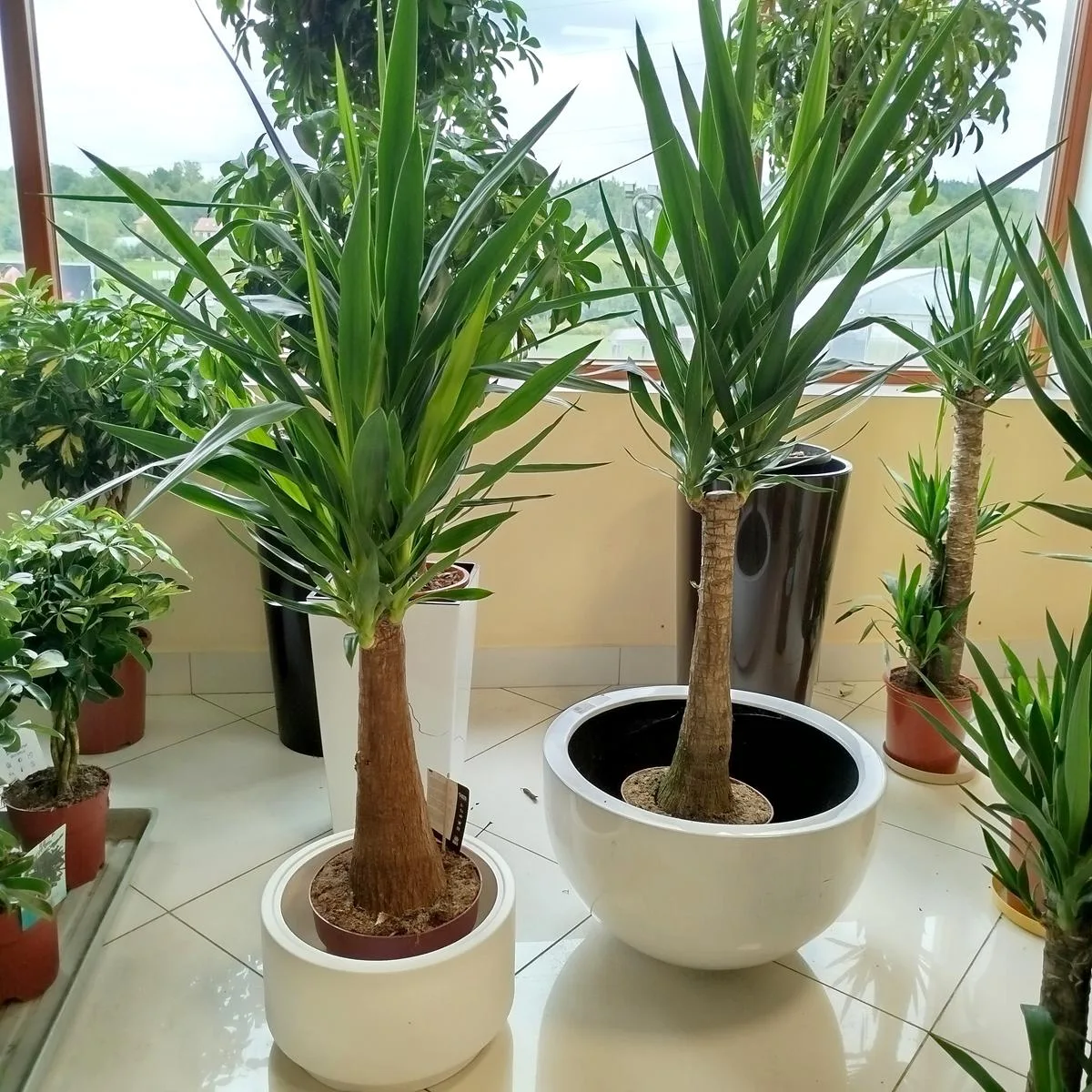 smukła roślina DO SALONU