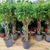 Fikus beniamiński (Ficus benjamina ‘Exotica’) 140-145cm