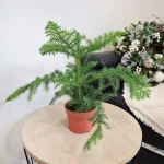Araukaria wyniosła (Araucaria heterophylla) 30cm