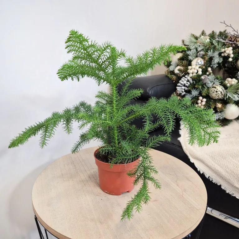 Araukaria wyniosła (Araucaria heterophylla) 30cm