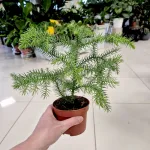 Araukaria wyniosła (Araucaria heterophylla) 30cm