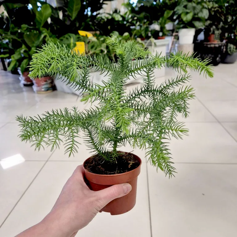Araukaria wyniosła (Araucaria heterophylla) 30cm