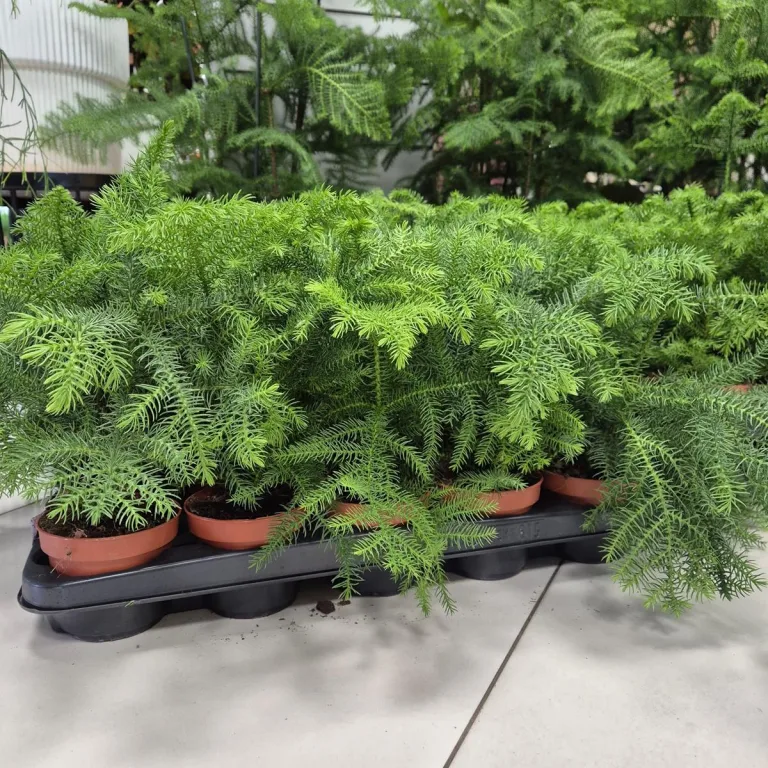 Araukaria wyniosła (Araucaria heterophylla) 30cm