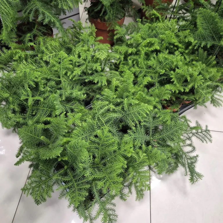 Araukaria wyniosła (Araucaria heterophylla) 30cm