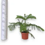 Araukaria wyniosła (Araucaria heterophylla) 30cm