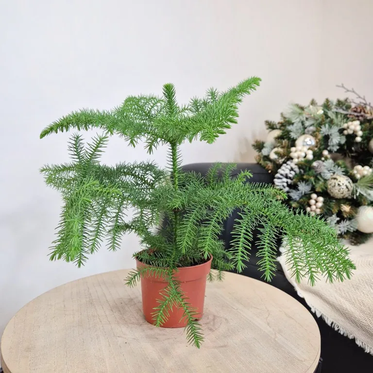 Araukaria wyniosła (Araucaria heterophylla) 30cm