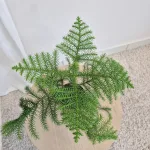 Araukaria wyniosła (Araucaria heterophylla) 30cm
