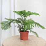 Araukaria wyniosła (Araucaria heterophylla) 30cm
