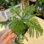 Araukaria wyniosła (Araucaria heterophylla) 30cm