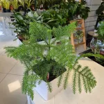 Araukaria wyniosła (Araucaria heterophylla) 30cm