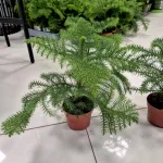 Araukaria wyniosła (Araucaria heterophylla) 30cm