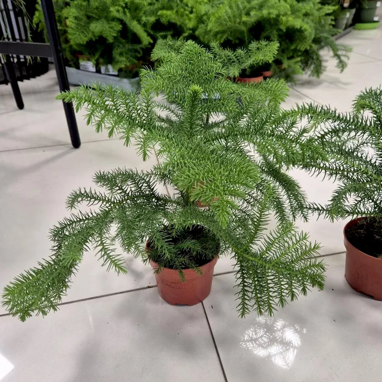 Araukaria wyniosła (Araucaria heterophylla) 30cm