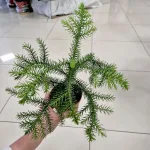 Araukaria wyniosła (Araucaria heterophylla) 30cm