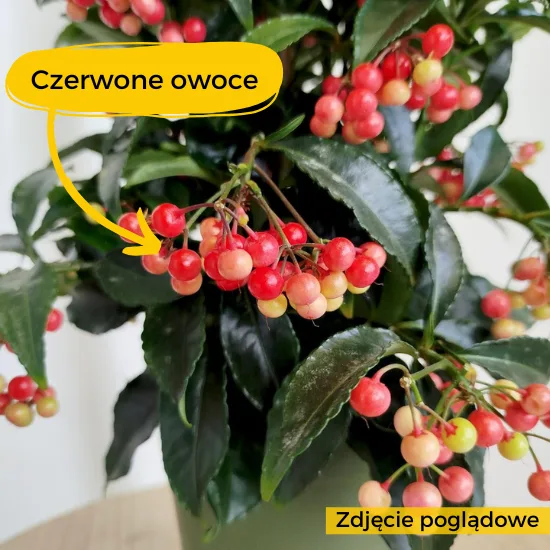 ardizja ardisia karbowana