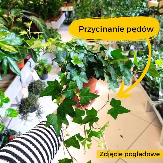 przycinanie bluszczy