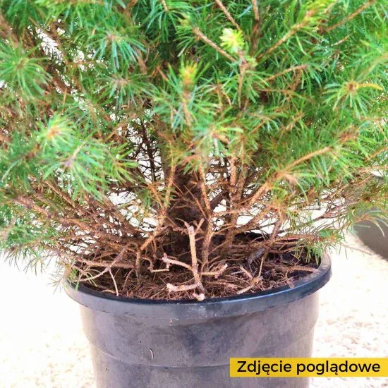 DRZEWKO JAKO OZDOBA ŚWIĄTECZNA