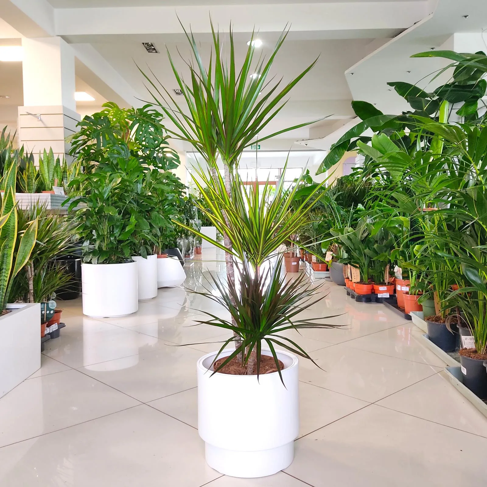 Dracena obrzeona - wymagania i uprawa w warunkach domowych | Blog  KwiatyDonice.pl