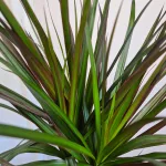 Dracena obrzeżona (Dracaena marginata 'Magenta') 90cm