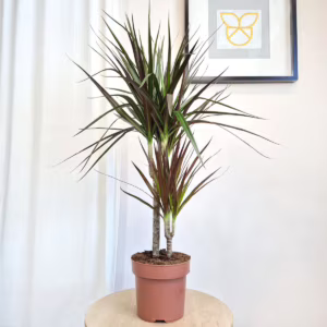 Dracena obrzeżona (Dracaena marginata 'Magenta') 90cm