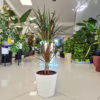 Dracena obrzeżona (Dracaena marginata ‘Magenta’) 85-95cm