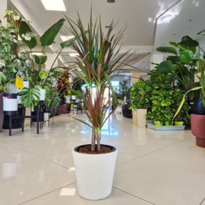 Dracena obrzeżona (Dracaena marginata 'Magenta') 90cm