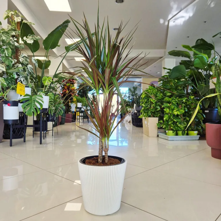 Dracena obrzeżona (Dracaena marginata 'Magenta') 90cm