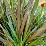 Dracena obrzeżona (Dracaena marginata 'Magenta') 90cm